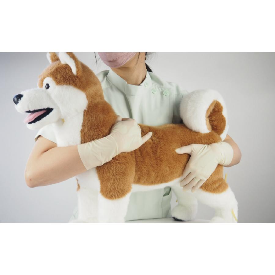 anifull 公式】 保定のできる犬型医療シミュレーター「しばわん