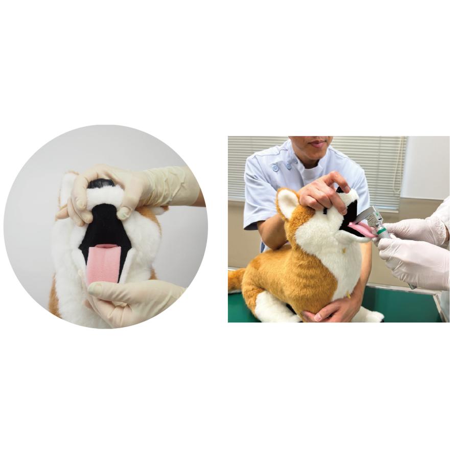 anifull 公式】 保定のできる犬型医療シミュレーター「しばわん