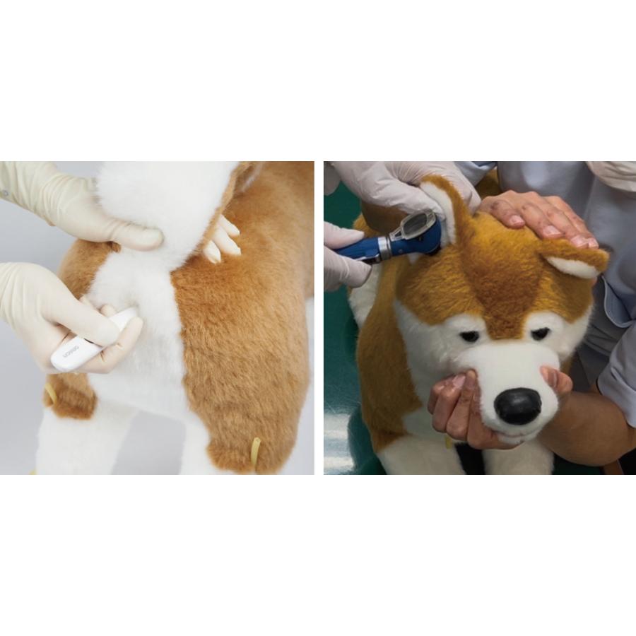 anifull 公式】 保定のできる犬型医療シミュレーター「しばわん