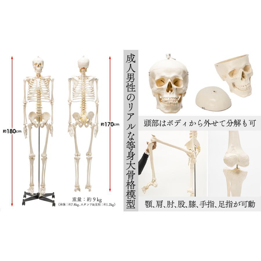 R1743等身大 人体模型 170cm神経根有り全身骨格模型 骨格標本 骸骨模型 【