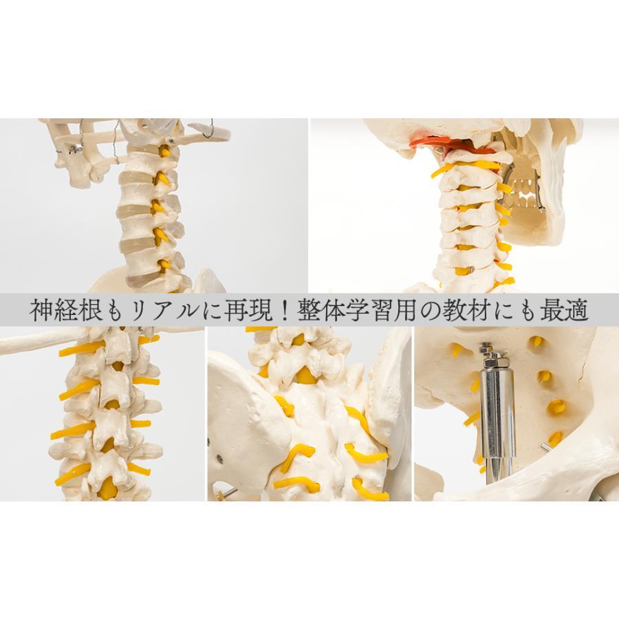 国際規格認証品】等身大 人体模型 170cm 神経根有り 全身骨格 国際規格認証品】等身大 人体模型 170cm 神経根有り 全身骨格