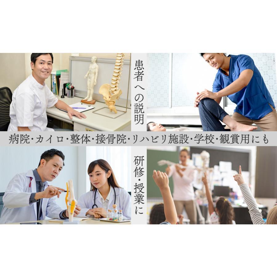 国際規格認証品】等身大 人体模型 170cm 神経根有り 全身骨格 国際規格認証品】等身大 人体模型 170cm 神経根有り 全身骨格
