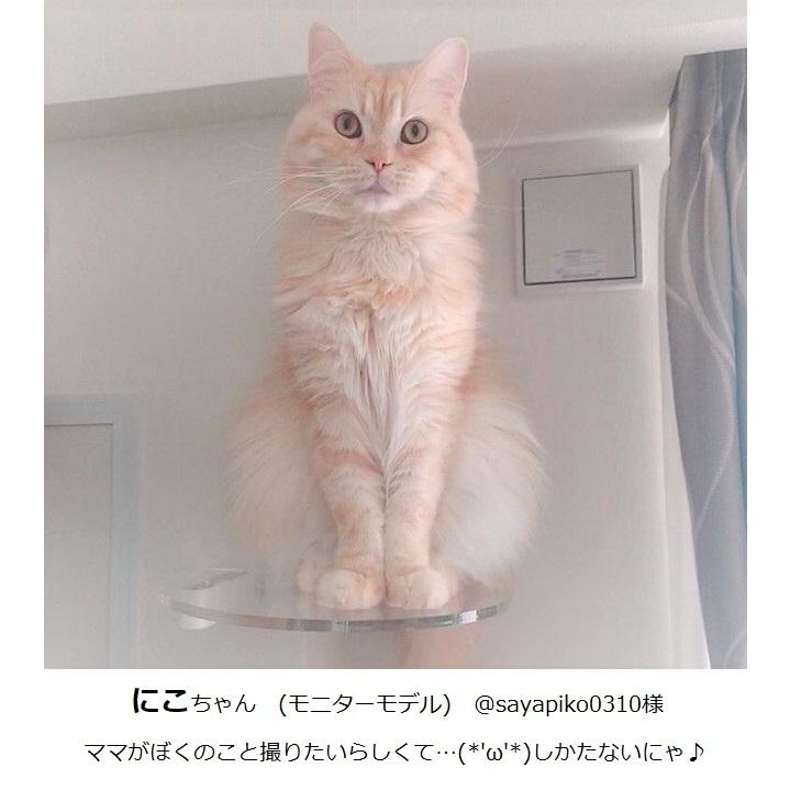 animacolle キャットタワー キャットウォーク キャットステップ animacolle キャットタワー キャットウォーク キャットステップ