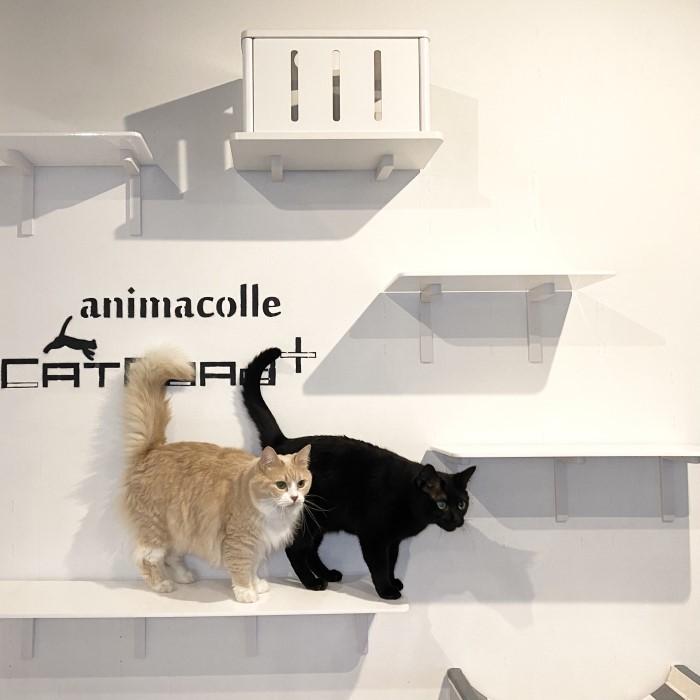 ヒヨ様】専用 アニマコレ キャットワイドステップ＆ステップ（35cm
