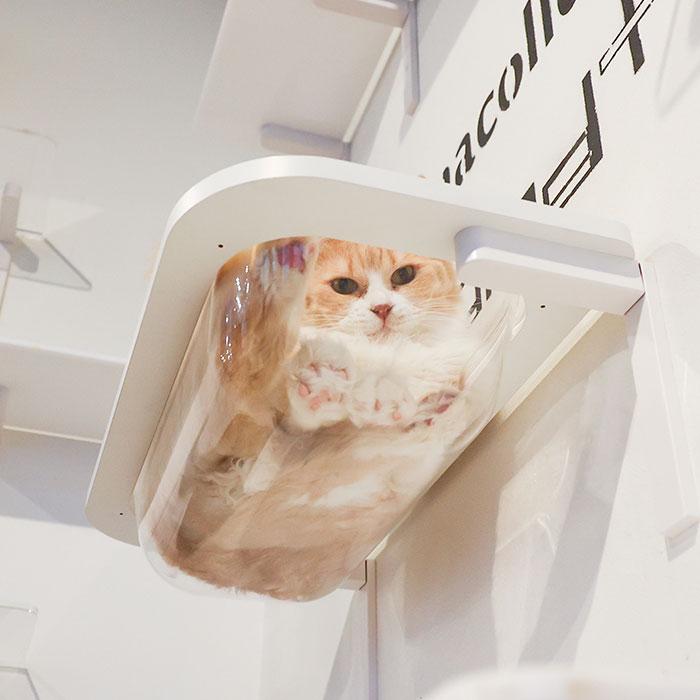 animacolle 【キャットバス】キャットタワー キャットウォーク animacolle 【キャットバス】キャットタワー キャットウォーク