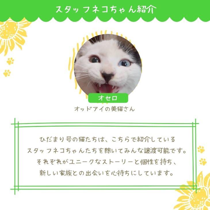 Printstar（プリントスター） チャリティー パーカー 保護猫カフェ