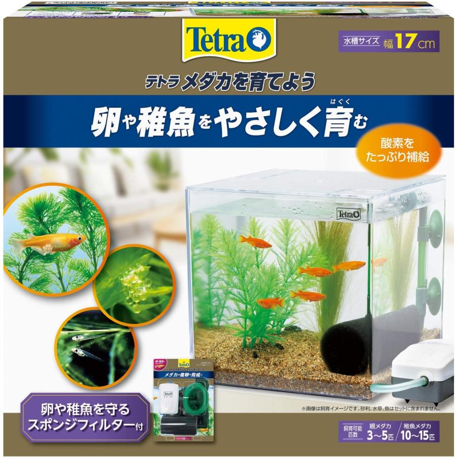 Tetra（テトラ） メダカを育てよう 水槽セット : アニマルミニョン