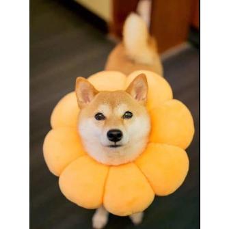 エリザベスカラー 猫 犬 ソフト 術後服 カラフル 犬用カラー ペット用