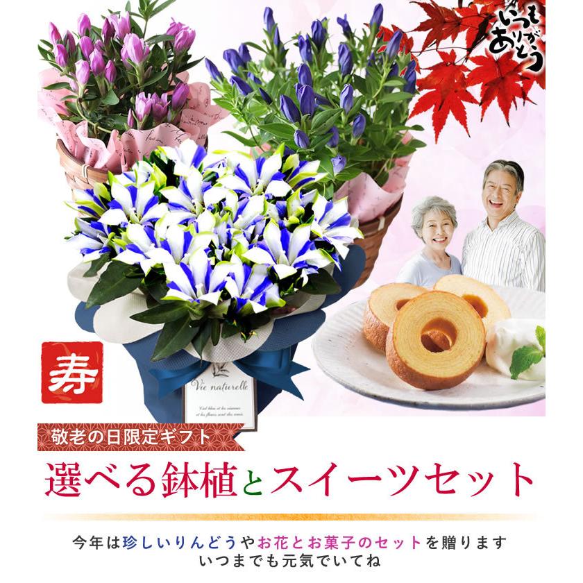 特価 敬老の日 ギフト 21 鉢花 希少価値の高いりんどう 白寿 りんどう スイーツセット 鉢花とスイーツセット お菓子 送料無料 お気に入り