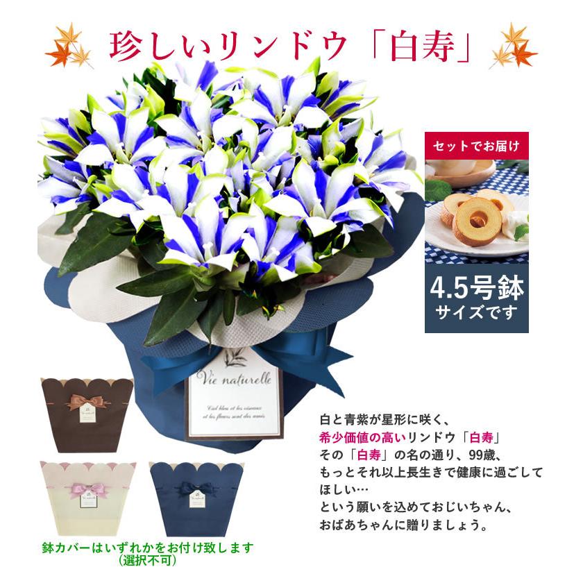 まだ間に合う 敬老の日 ギフト 21 鉢花 希少価値の高いりんどう 鉢花とスイーツセット セール特価 スイーツセット 白寿 お菓子 りんどう 送料無料