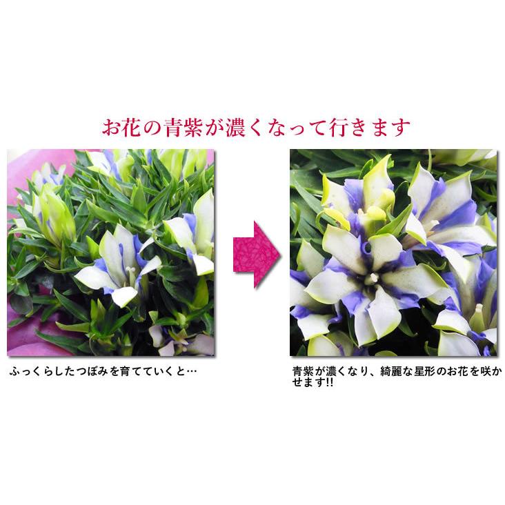まだ間に合う 敬老の日 ギフト 21 鉢花 希少価値の高いりんどう 鉢花とスイーツセット セール特価 スイーツセット 白寿 お菓子 りんどう 送料無料
