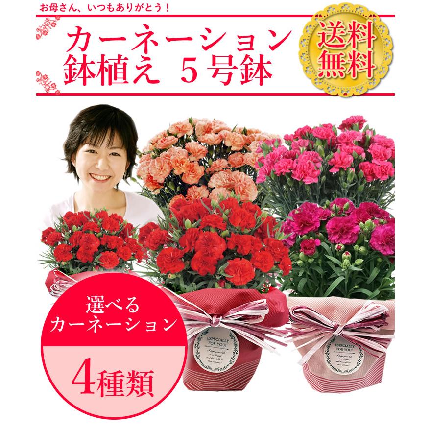早割開催中！ 母の日 プレゼント 花 ギフト 2026 カーネーション 鉢植え 5号鉢 選べる 生花 鉢 送料無料 爆買 | アンのお花屋さん | 05
