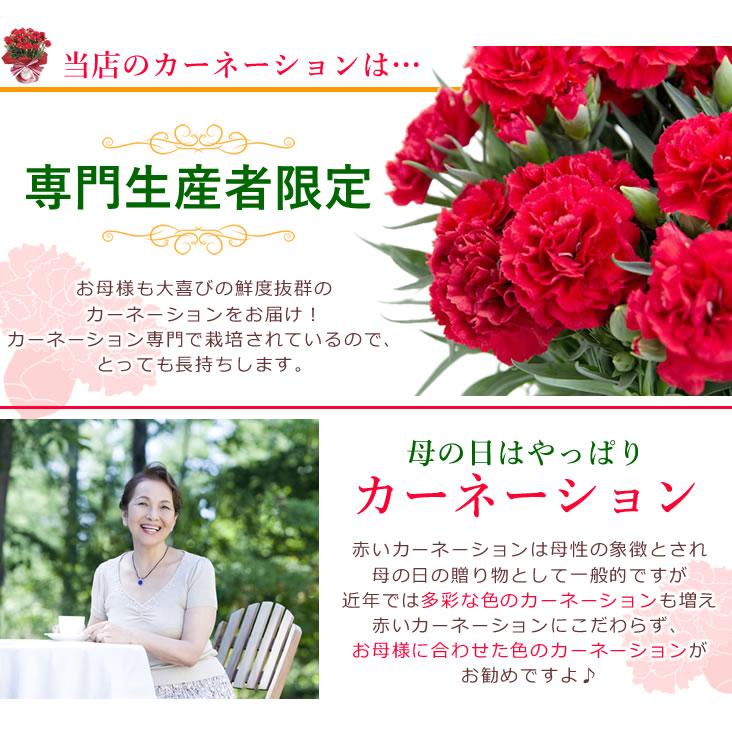 早割開催中！ 母の日 プレゼント 花 ギフト 2026 カーネーション 鉢植え 5号鉢 選べる 生花 鉢 送料無料 爆買 | アンのお花屋さん | 06