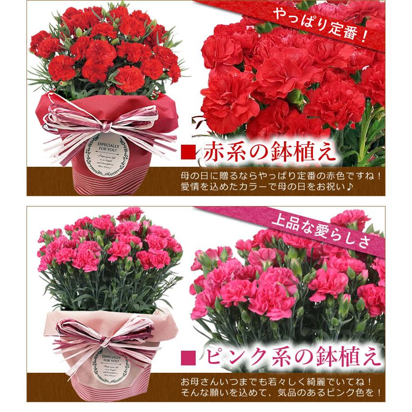 早割開催中！ 母の日 プレゼント 花 ギフト 2026 カーネーション 鉢植え 5号鉢 選べる 生花 鉢 送料無料 爆買 | アンのお花屋さん | 07