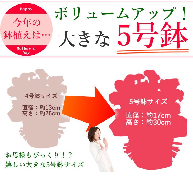 早割開催中！ 母の日 プレゼント 花 ギフト 2026 カーネーション 鉢植え 5号鉢 選べる 生花 鉢 送料無料 爆買 | アンのお花屋さん | 09