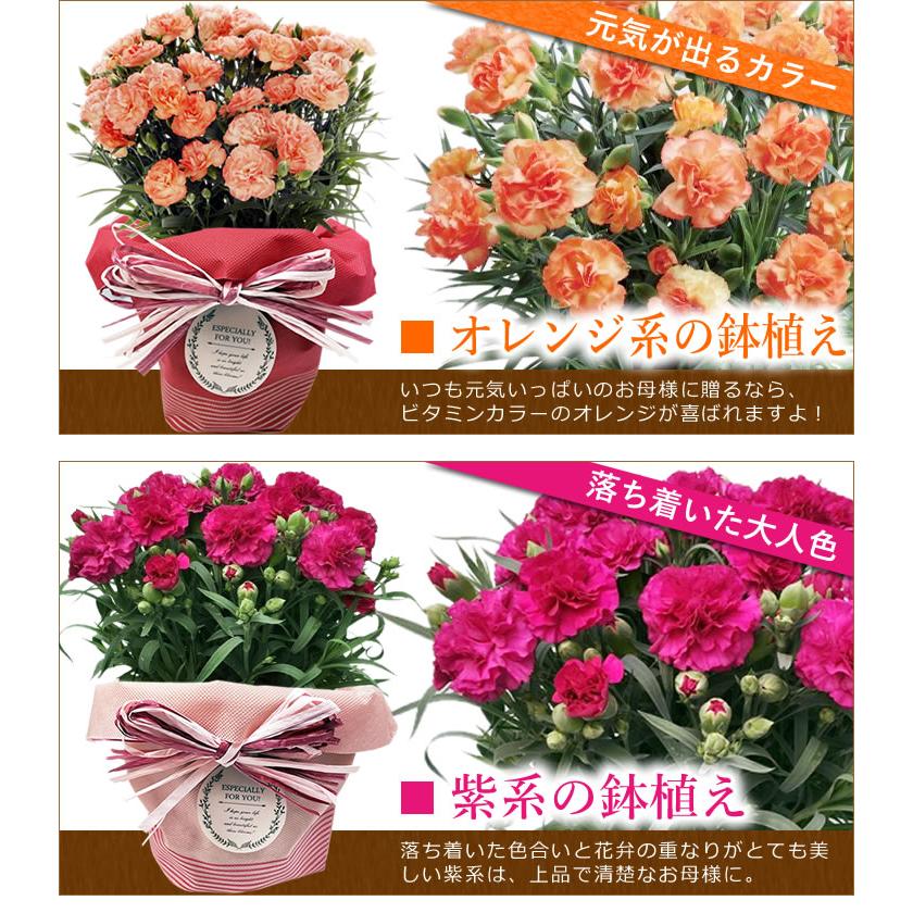 早割開催中！ 母の日 プレゼント 花 ギフト 2026 カーネーション 鉢植え 5号鉢 選べる 生花 鉢 送料無料 爆買 | アンのお花屋さん | 08
