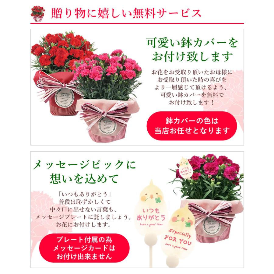 早割開催中！ 母の日 プレゼント 花 ギフト 2026 カーネーション 鉢植え 5号鉢 選べる 生花 鉢 送料無料 爆買 | アンのお花屋さん | 10