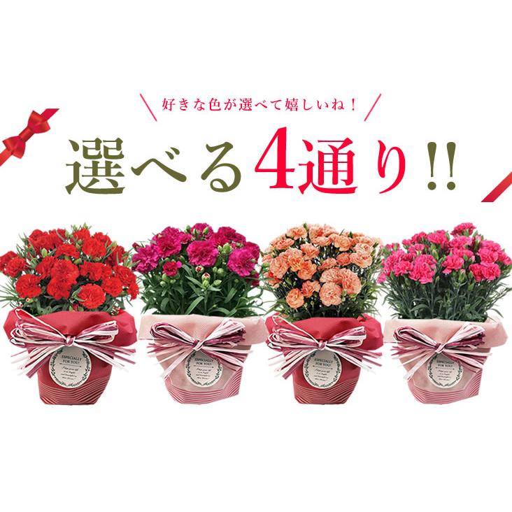 早割開催中！ 母の日 プレゼント 花 ギフト 2026 カーネーション 鉢植え 5号鉢 選べる 生花 鉢 送料無料 爆買 | アンのお花屋さん | 11