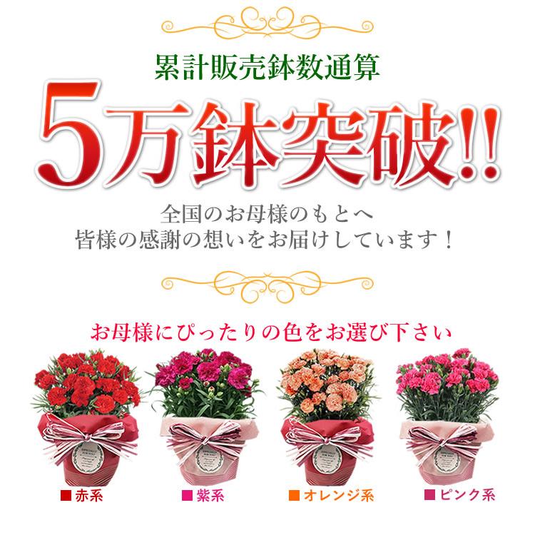 早割開催中！ 母の日 プレゼント 花 ギフト 2026 カーネーション 鉢植え 5号鉢 選べる 生花 鉢 送料無料 爆買 | アンのお花屋さん | 12