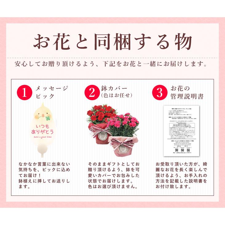 早割開催中！ 母の日 プレゼント 花 ギフト 2026 カーネーション 鉢植え 5号鉢 選べる 生花 鉢 送料無料 爆買 | アンのお花屋さん | 13