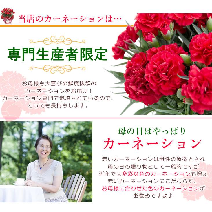 遅れてごめんね！ 母の日 花 プレゼント ギフト 2024 花とスイーツ セット カーネーション 鉢植え 5号鉢 選べる 生花 鉢 ギフトセット 送料無料 ネット限定｜anne｜03