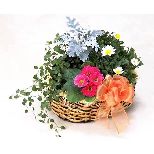 花 鉢植え 冬のお花 寄せ鉢 お祝い バースデー プレゼント 贈り物 クリスマス プレゼント お歳暮 爆買 | アンのお花屋さん