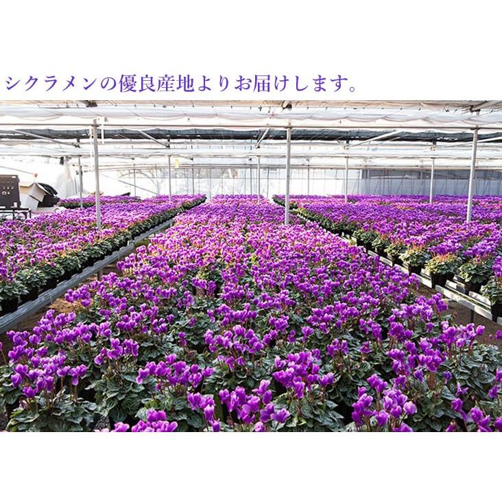 アンのお花屋さん 青いシクラメン 花 鉢植え 青いシクラメン セレナー