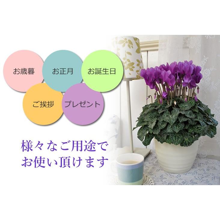 アンのお花屋さん 青いシクラメン 花 鉢植え 青いシクラメン セレナー