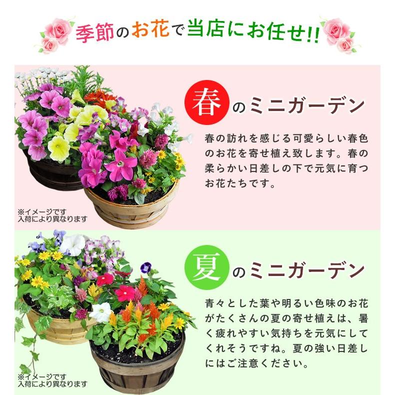 花 鉢植え 春まで楽しめる ミニガーデン 季節のお花 寄せ植え お祝い バースデー 贈り物 クリスマス プレゼント お歳暮｜anne｜03