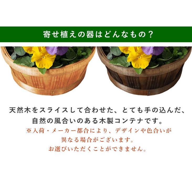 アンのお花屋さん 花 鉢植え 春まで楽しめる ミニガーデン 季節のお花