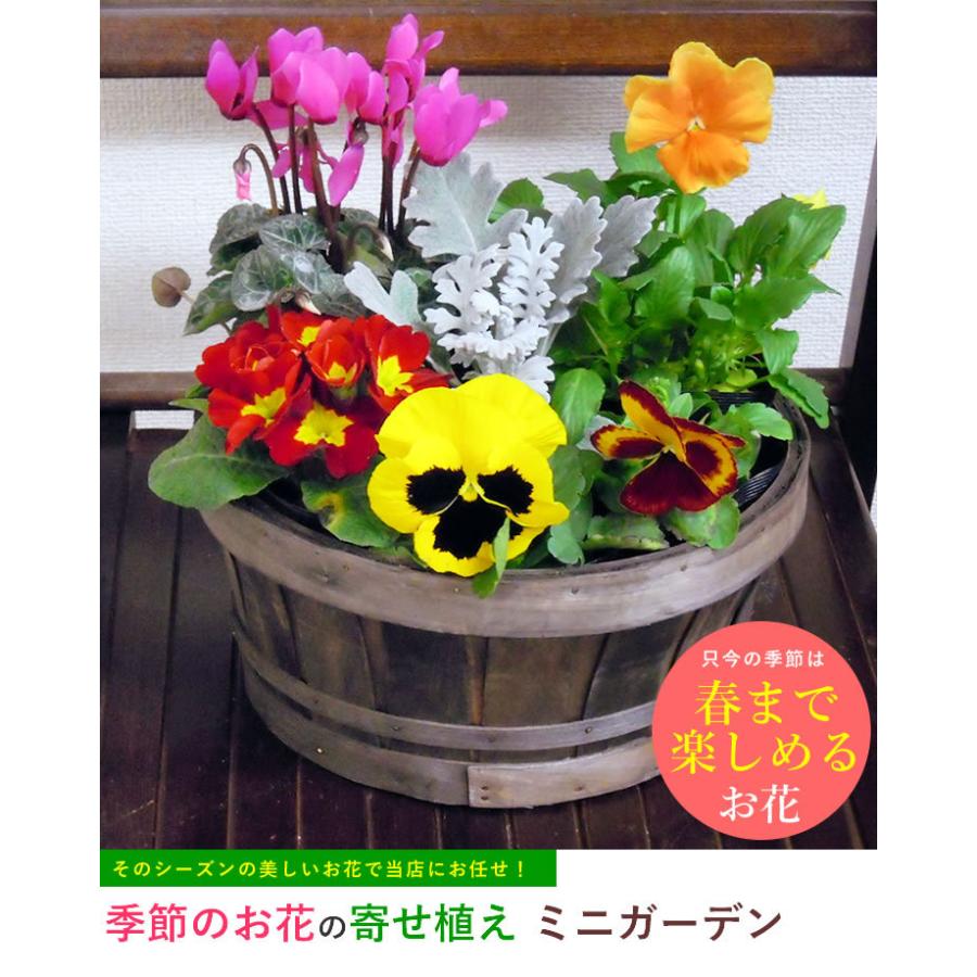 花 鉢植え 春まで楽しめる ミニガーデン 季節のお花 寄せ植え お祝い バースデー 贈り物 クリスマス プレゼント お歳暮｜anne｜07