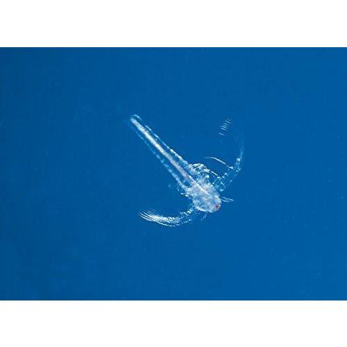 おばけえび飼育観察キット 科学と学習presents 自由研究 Onomade Net