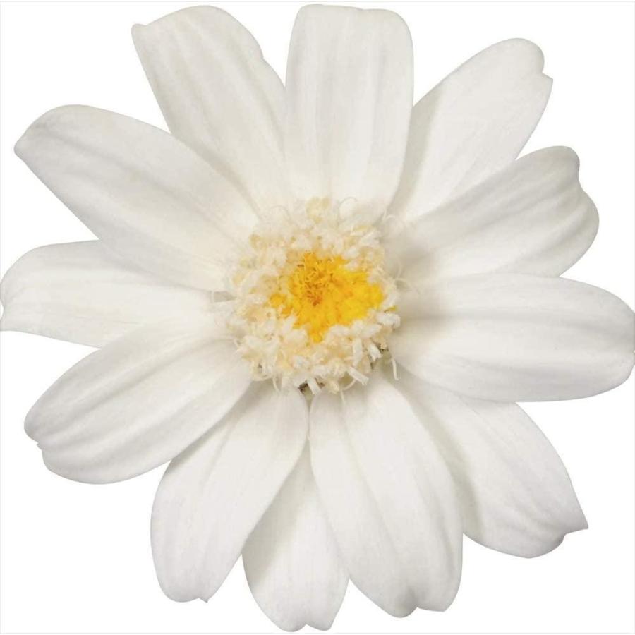 大地農園 日本製 プリザーブドフラワー ジニア 小 花径約3 5 5cm 12輪 白 ドライフラワー Arrowspeedline Com Vn