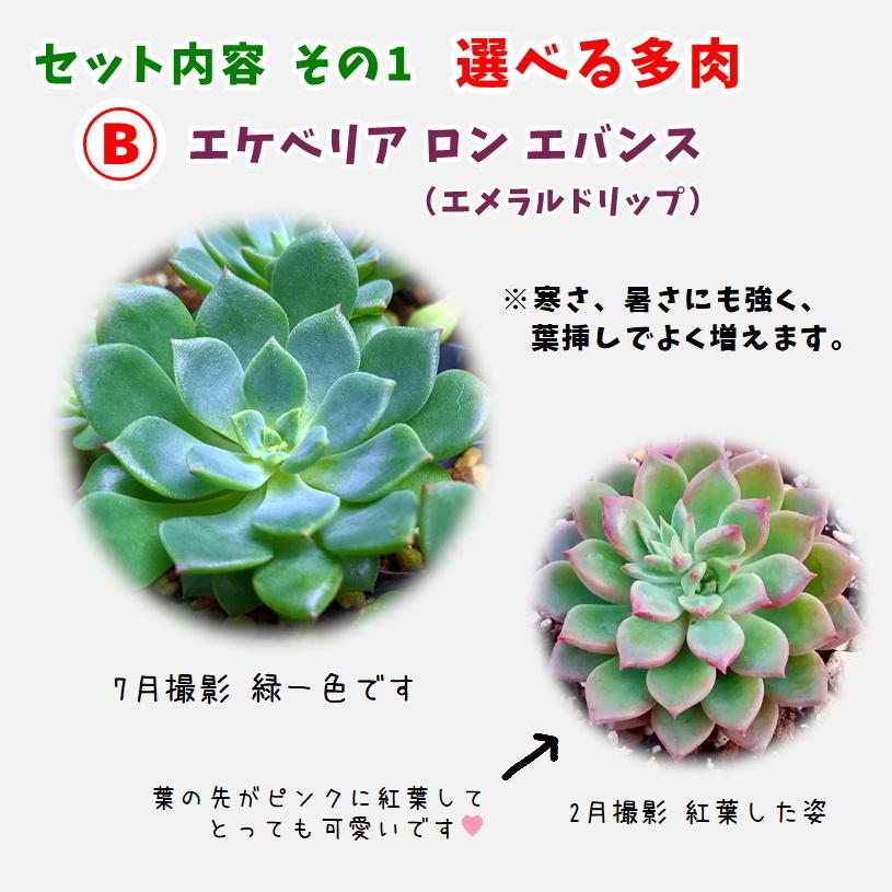 多肉植物 寄せ植えセット 初心者さんセットA 寄せ植え セット 鉢 多肉植物 寄せ植えセット 初心者さんセットA 寄せ植え セット 鉢