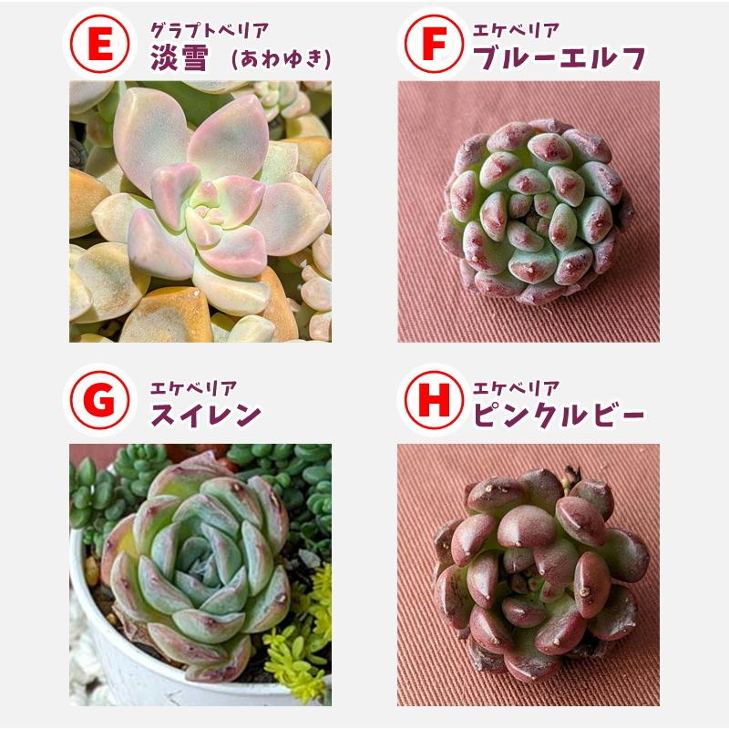 多肉植物 寄せ植えセット 初心者さんセットA 寄せ植え セット 鉢 多肉植物 寄せ植えセット 初心者さんセットA 寄せ植え セット 鉢