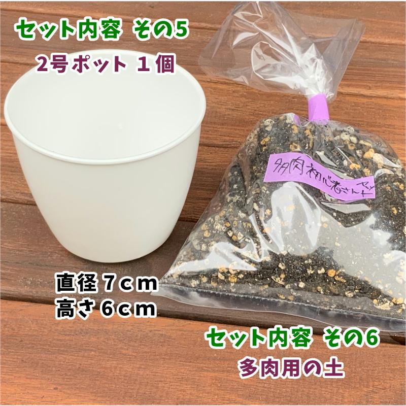 多肉植物 寄せ植えセット 初心者さんセットA 寄せ植え セット 鉢