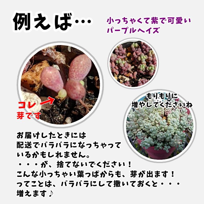 多肉植物 寄せ植えセット 初心者さんセットB 寄せ植え セット 鉢 多肉植物 寄せ植えセット 初心者さんセットB 寄せ植え セット 鉢