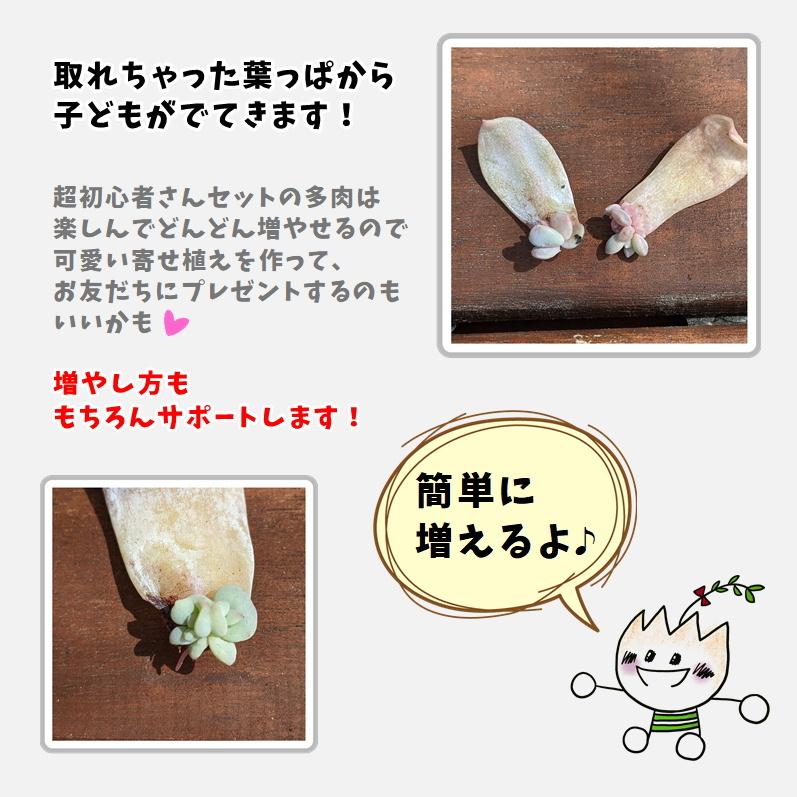 多肉植物 寄せ植えセット 初心者さんセットB 寄せ植え セット 鉢 土