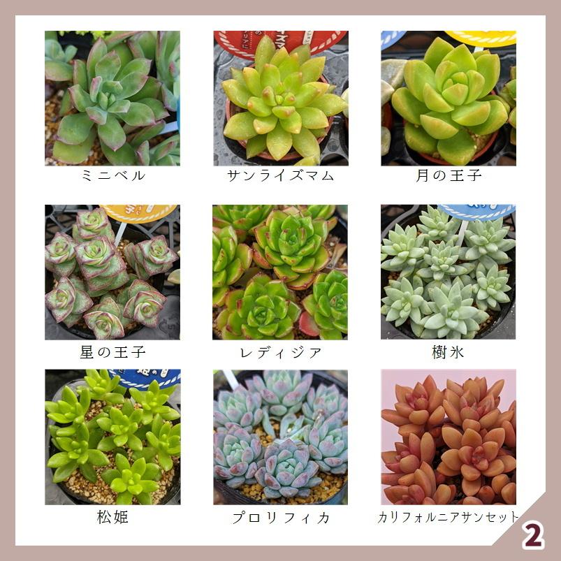 多肉植物 寄せ植えセット 初心者さんセットB 寄せ植え セット 鉢 多肉植物 寄せ植えセット 初心者さんセットB 寄せ植え セット 鉢