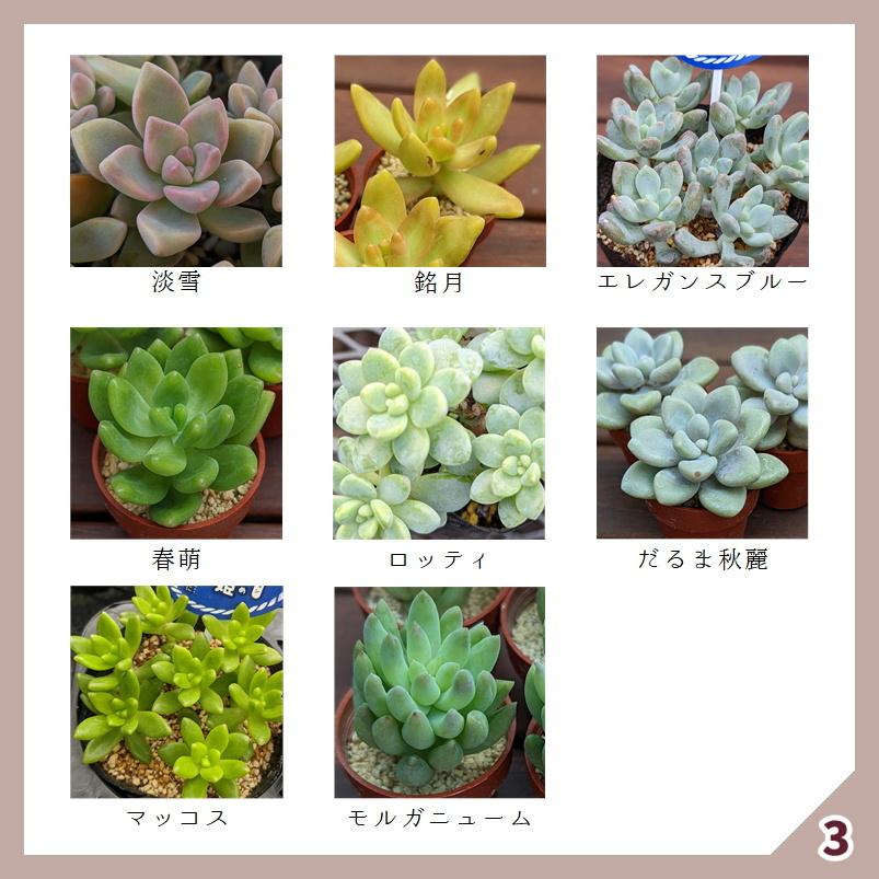多肉植物 寄せ植えセット 初心者さんセットB 寄せ植え セット 鉢 多肉植物 寄せ植えセット 初心者さんセットB 寄せ植え セット 鉢
