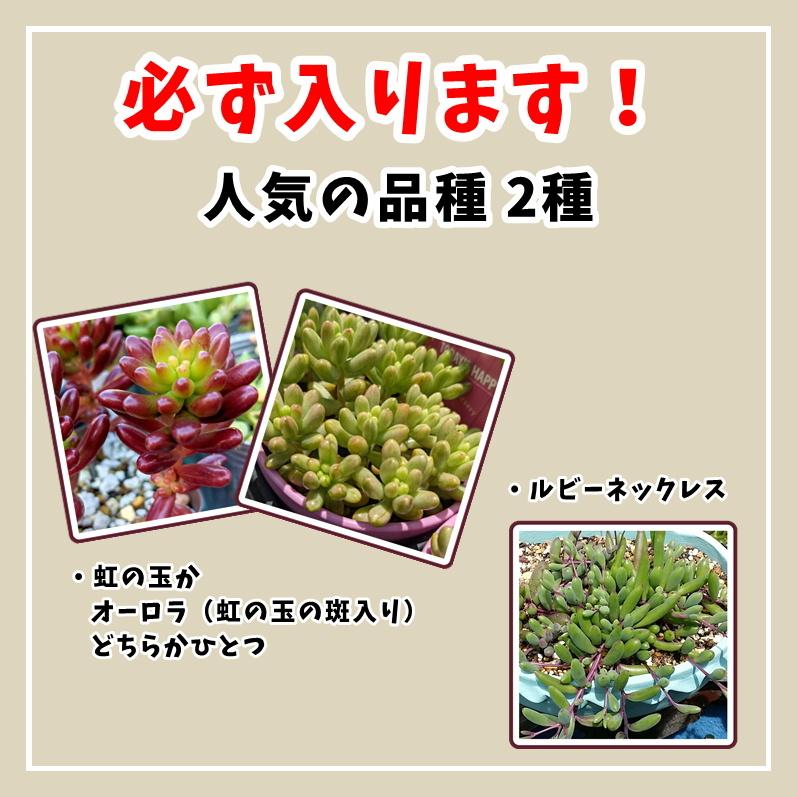 多肉植物 寄せ植えセット 初心者さんセットB 寄せ植え セット 鉢 多肉植物 寄せ植えセット 初心者さんセットB 寄せ植え セット 鉢