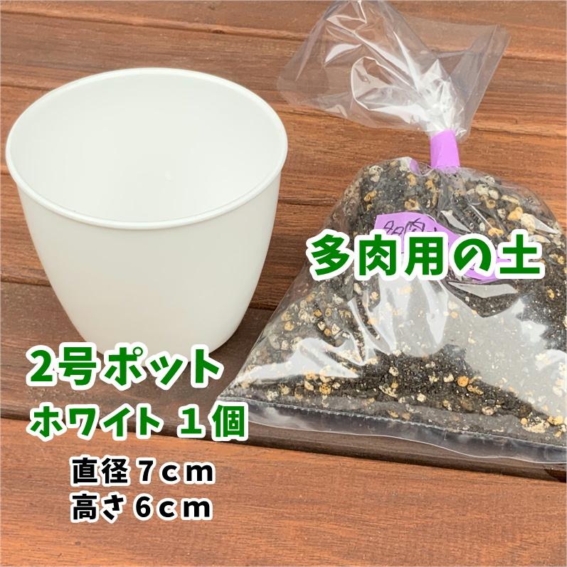 多肉植物 寄せ植えセット 初心者さんセットB 寄せ植え セット 鉢 土