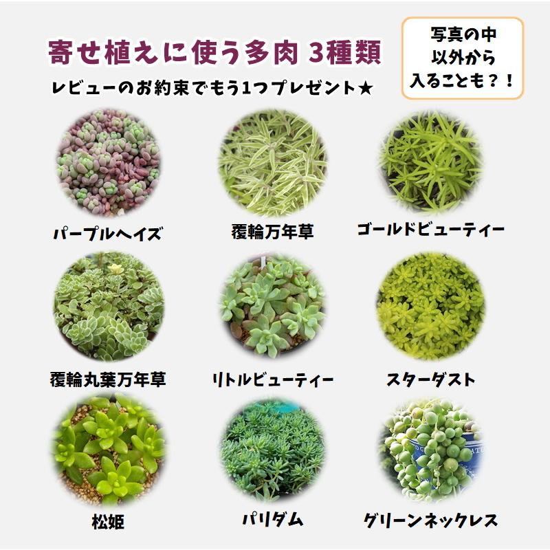おまとめ検討中多肉植物寄せ植えセット☆小さな詰め合わせ☆抜き苗&カット苗♪① 多肉植物 寄せ植えセット 詰め合わせ 多肉植物 sa 通販 15243733