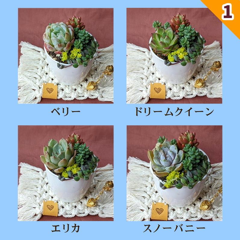 多肉植物 寄せ植えセット 少しリッチな寄せ植えセットA 寄せ植え 多肉植物 寄せ植えセット 少しリッチな寄せ植えセットA 寄せ植え