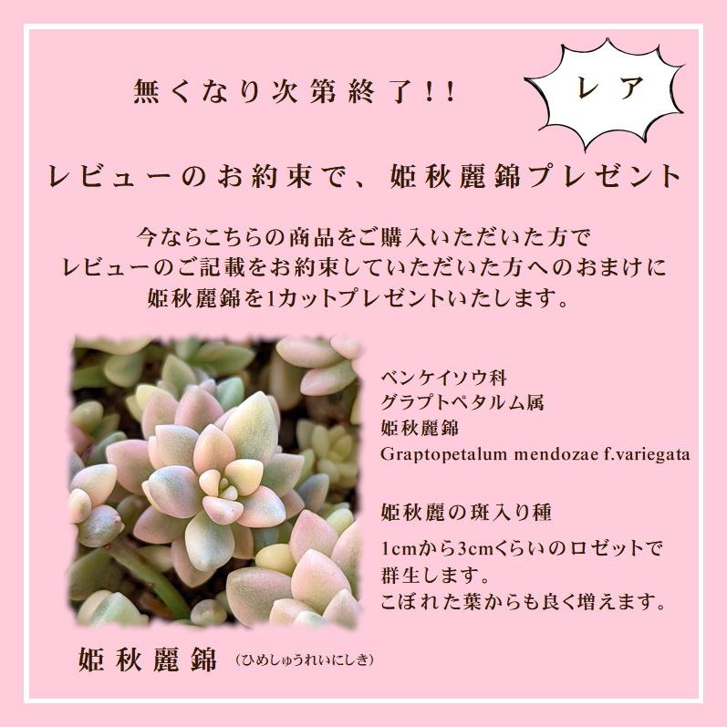 多肉植物 寄せ植えセット 少しリッチな寄せ植えセットN 寄せ植え