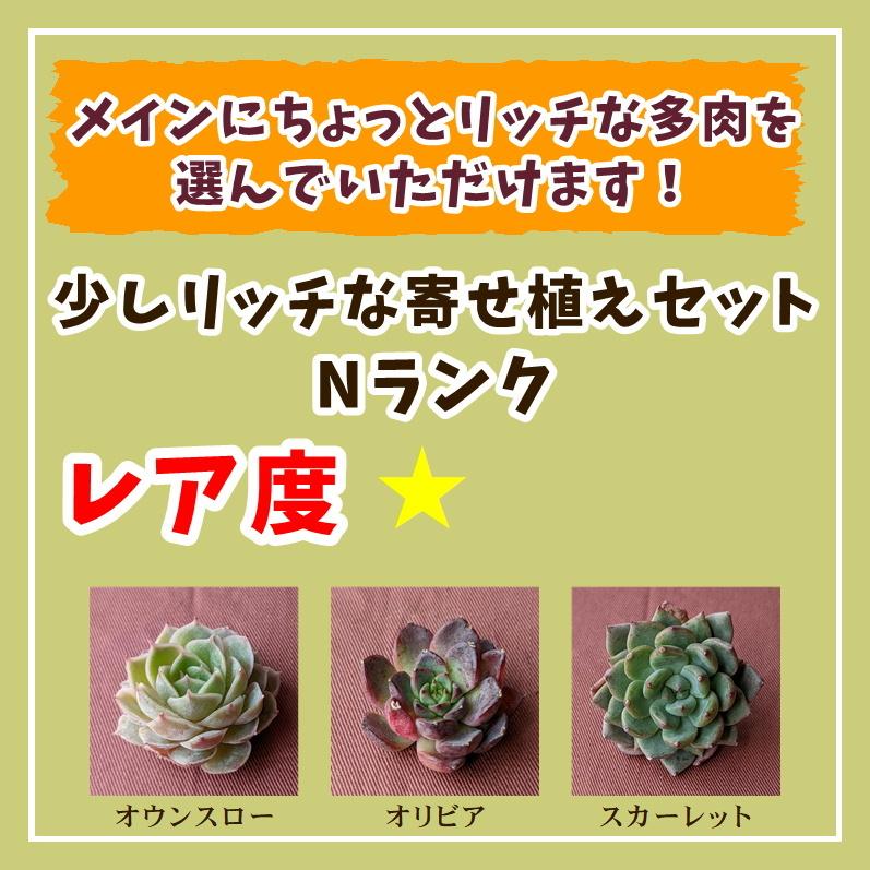 多肉植物 寄せ植えセット 少しリッチな寄せ植えセットN 寄せ植え