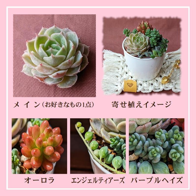 多肉植物 寄せ植えセット 少しリッチな寄せ植えセットN 寄せ植え