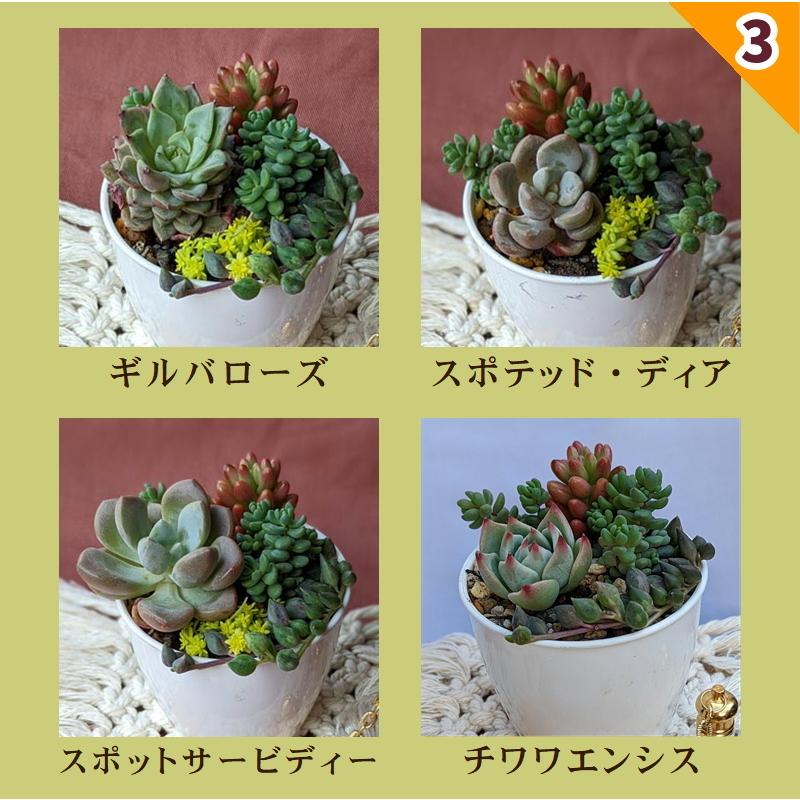 ト*シ様 アフロディーテ R716×128苗 土付き 多肉植物 詰め合わせ エケ 楽天市場】（観葉植物）多肉植物 品種おまかせ フレグランド