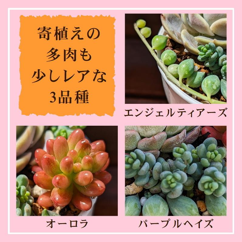 多肉植物 寄せ植えセット 少しリッチな寄せ植えセットS 寄せ植え 多肉植物 寄せ植えセット 少しリッチな寄せ植えセットS 寄せ植え