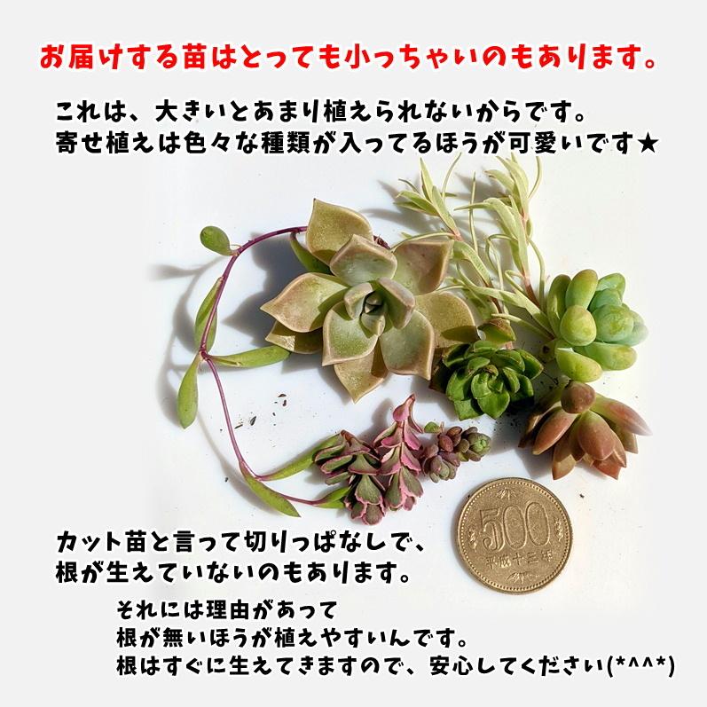 多肉植物 寄せ植えセット 少しリッチな寄せ植えセットS 寄せ植え
